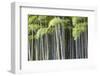 Japan, Kyoto, Arashiyama, Adashino Nenbutsu-Ji Temple-Jane Sweeney-Framed Photographic Print