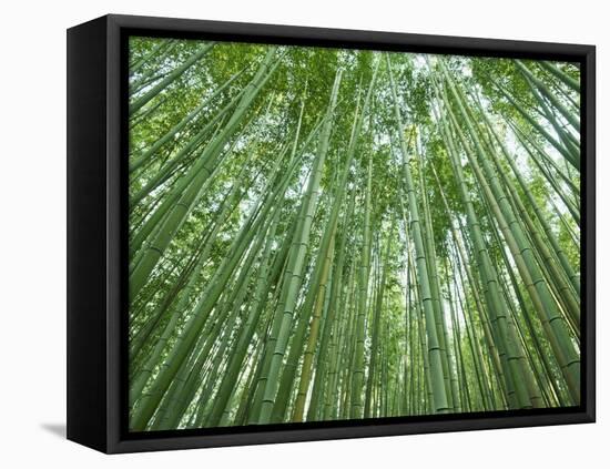 Japan, Kyoto, Arashiyama, the Bamboo Forest-Steve Vidler-Framed Stretched Canvas