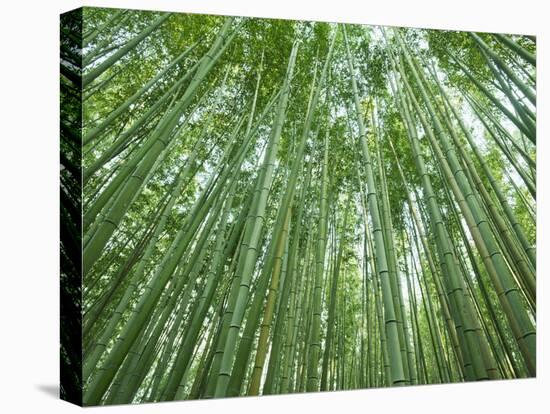 Japan, Kyoto, Arashiyama, the Bamboo Forest-Steve Vidler-Stretched Canvas