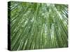 Japan, Kyoto, Arashiyama, the Bamboo Forest-Steve Vidler-Stretched Canvas