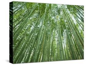 Japan, Kyoto, Arashiyama, the Bamboo Forest-Steve Vidler-Stretched Canvas