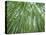 Japan, Kyoto, Arashiyama, the Bamboo Forest-Steve Vidler-Stretched Canvas