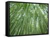 Japan, Kyoto, Arashiyama, the Bamboo Forest-Steve Vidler-Framed Stretched Canvas