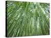 Japan, Kyoto, Arashiyama, the Bamboo Forest-Steve Vidler-Stretched Canvas