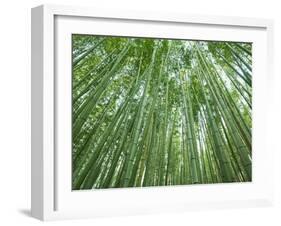 Japan, Kyoto, Arashiyama, the Bamboo Forest-Steve Vidler-Framed Photographic Print