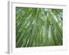 Japan, Kyoto, Arashiyama, the Bamboo Forest-Steve Vidler-Framed Photographic Print