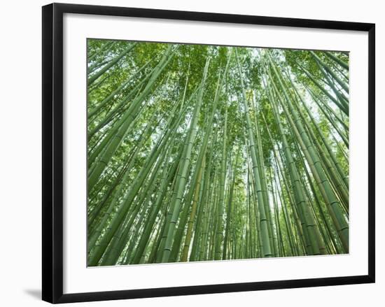 Japan, Kyoto, Arashiyama, the Bamboo Forest-Steve Vidler-Framed Photographic Print