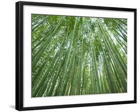 Japan, Kyoto, Arashiyama, the Bamboo Forest-Steve Vidler-Framed Photographic Print