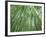 Japan, Kyoto, Arashiyama, the Bamboo Forest-Steve Vidler-Framed Photographic Print