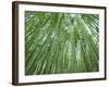 Japan, Kyoto, Arashiyama, the Bamboo Forest-Steve Vidler-Framed Photographic Print