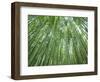 Japan, Kyoto, Arashiyama, the Bamboo Forest-Steve Vidler-Framed Photographic Print