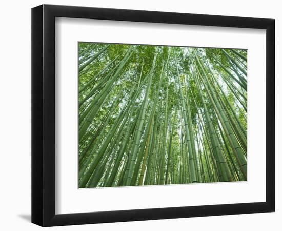 Japan, Kyoto, Arashiyama, the Bamboo Forest-Steve Vidler-Framed Photographic Print