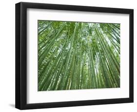 Japan, Kyoto, Arashiyama, the Bamboo Forest-Steve Vidler-Framed Photographic Print