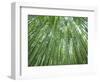 Japan, Kyoto, Arashiyama, the Bamboo Forest-Steve Vidler-Framed Photographic Print