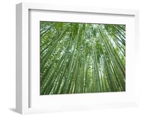 Japan, Kyoto, Arashiyama, the Bamboo Forest-Steve Vidler-Framed Photographic Print