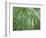 Japan, Kyoto, Arashiyama, the Bamboo Forest-Steve Vidler-Framed Photographic Print