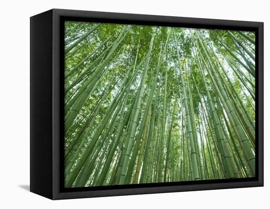 Japan, Kyoto, Arashiyama, the Bamboo Forest-Steve Vidler-Framed Stretched Canvas