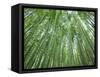 Japan, Kyoto, Arashiyama, the Bamboo Forest-Steve Vidler-Framed Stretched Canvas