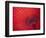 Japan, Kyoto, Higashiyama, Japanese Red Umbrella-Steve Vidler-Framed Photographic Print