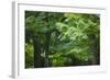 Japan Kyoto Tofuku-Ji Temple Maple Trees-Nosnibor137-Framed Photographic Print