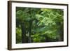 Japan Kyoto Tofuku-Ji Temple Maple Trees-Nosnibor137-Framed Photographic Print