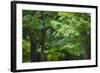 Japan Kyoto Tofuku-Ji Temple Maple Trees-Nosnibor137-Framed Photographic Print