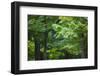 Japan Kyoto Tofuku-Ji Temple Maple Trees-Nosnibor137-Framed Photographic Print