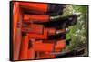 Japan, Kyoto. Torii Gates in the Fushimi-Inari-Taisha Shinto Shrine.-Dennis Flaherty-Framed Stretched Canvas