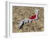 Japan Map Flag on Japanese Yen Illustration-fintastique-Framed Photographic Print