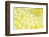 Japan, Mie, Ise Shrine, Chrysanthemum-Rob Tilley-Framed Photographic Print