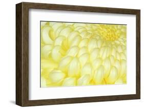 Japan, Mie, Ise Shrine, Chrysanthemum-Rob Tilley-Framed Photographic Print