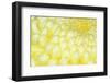 Japan, Mie, Ise Shrine, Chrysanthemum-Rob Tilley-Framed Photographic Print