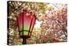 Japan Mint Cherry Blossom Season-NicholasHan-Stretched Canvas