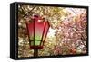 Japan Mint Cherry Blossom Season-NicholasHan-Framed Stretched Canvas