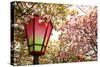 Japan Mint Cherry Blossom Season-NicholasHan-Stretched Canvas