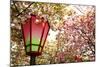 Japan Mint Cherry Blossom Season-NicholasHan-Mounted Photographic Print