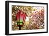 Japan Mint Cherry Blossom Season-NicholasHan-Framed Photographic Print