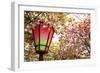 Japan Mint Cherry Blossom Season-NicholasHan-Framed Photographic Print