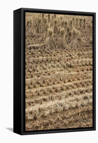 Japan, Nara Prefecture, Heguri-Cho. Close-Up of Drying Rice-Jaynes Gallery-Framed Stretched Canvas