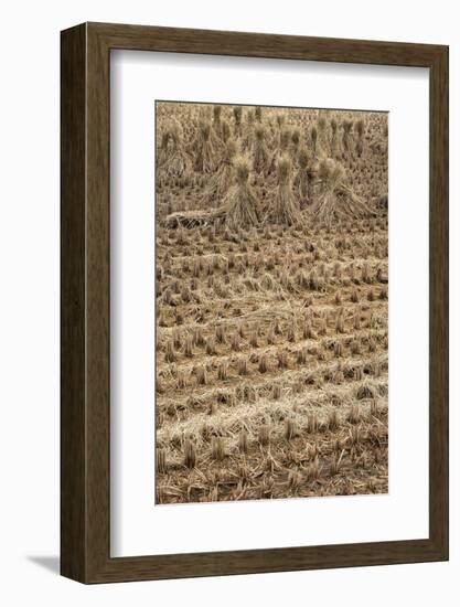 Japan, Nara Prefecture, Heguri-Cho. Close-Up of Drying Rice-Jaynes Gallery-Framed Photographic Print