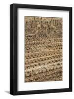 Japan, Nara Prefecture, Heguri-Cho. Close-Up of Drying Rice-Jaynes Gallery-Framed Photographic Print