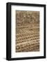 Japan, Nara Prefecture, Heguri-Cho. Close-Up of Drying Rice-Jaynes Gallery-Framed Photographic Print