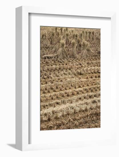 Japan, Nara Prefecture, Heguri-Cho. Close-Up of Drying Rice-Jaynes Gallery-Framed Photographic Print