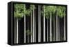Japan, Nara Prefecture, Soni Plateau. Cedar tree grove.-Dennis Flaherty-Framed Stretched Canvas