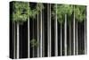 Japan, Nara Prefecture, Soni Plateau. Cedar tree grove.-Dennis Flaherty-Stretched Canvas