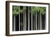 Japan, Nara Prefecture, Soni Plateau. Cedar tree grove.-Dennis Flaherty-Framed Photographic Print