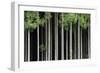 Japan, Nara Prefecture, Soni Plateau. Cedar tree grove.-Dennis Flaherty-Framed Photographic Print