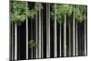 Japan, Nara Prefecture, Soni Plateau. Cedar tree grove.-Dennis Flaherty-Mounted Photographic Print