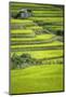 Japan, Nara Prefecture, Soni Plateau. Rice Terraces-Jaynes Gallery-Mounted Photographic Print