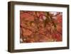 Japan, Nikko, Rinnoji Temple, Maple Tree in Fall Colors, Close-Up-Nosnibor137-Framed Photographic Print